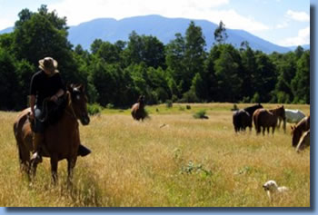 Auf der Weide, Reiten in den Anden in Chile, S&uuml;damerika
